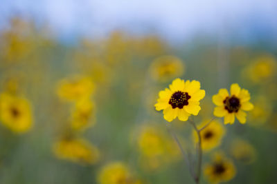 Close-up of yellow flower blooming in field