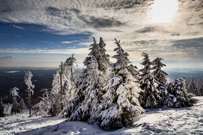 Trees on snow covered land against sky during sunset