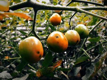 Close-up of apples growing on tree