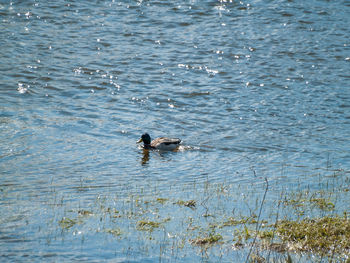 Ducks swimming in lake