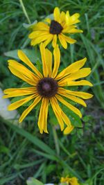 Close-up of yellow flower blooming outdoors