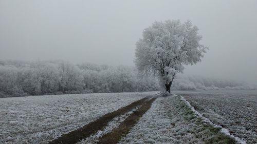 Tree on field against clear sky