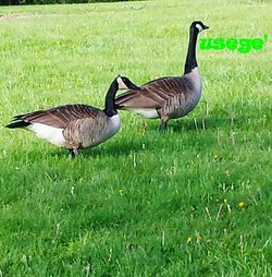 Mallard duck on field