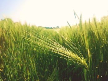 Close-up of grass growing in field