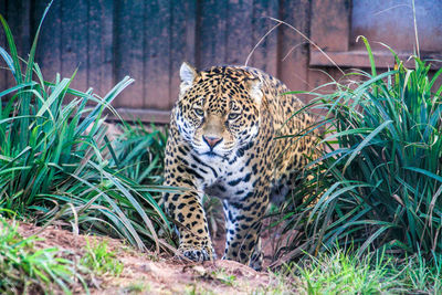 Tiger in zoo