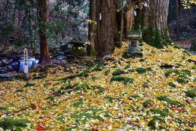 Trees growing in cemetery