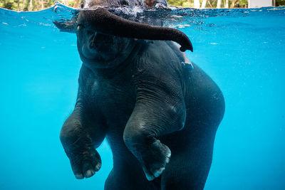 Baby elephant playing in water