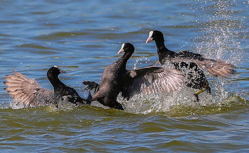 Ducks in a lake