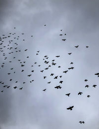 Low angle view of birds flying in sky