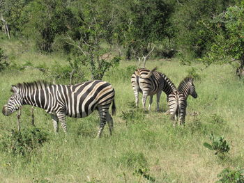 Amazing zebras.