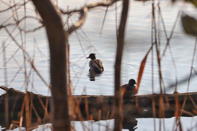 Ducks swimming in lake