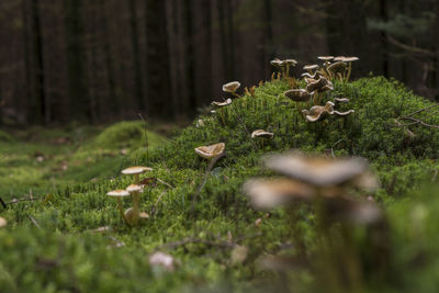 Close-up of mushrooms in forest