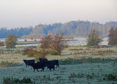 Horse on field by trees against sky