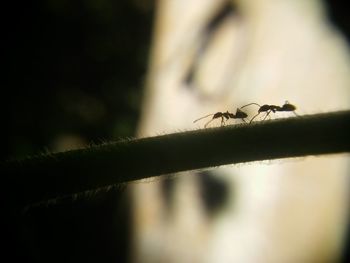 Close-up of insect on leaf