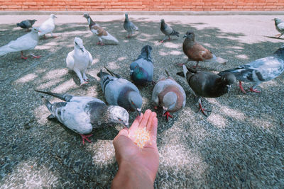 High angle view of pigeons feeding