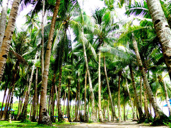 Low angle view of trees in forest