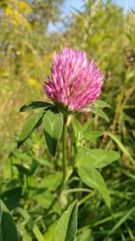 Close-up of pink flowering plant