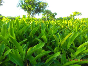 Close-up of fresh green plants in field against clear sky