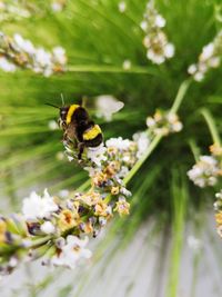 Close-up of bee pollinating on flower