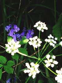 Close-up of white flowers blooming outdoors