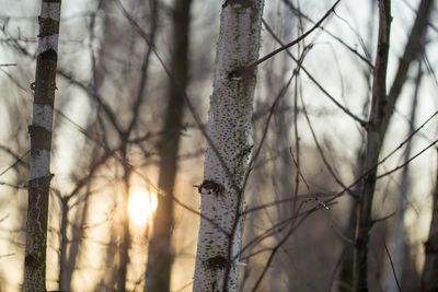 Close-up of bare tree in forest