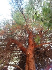 Low angle view of trees