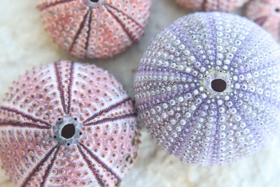 Sea urchin close-up