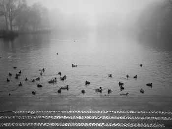 Birds in calm water