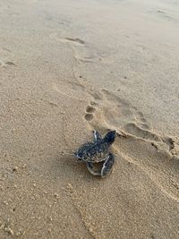 High angle view of crab on beach