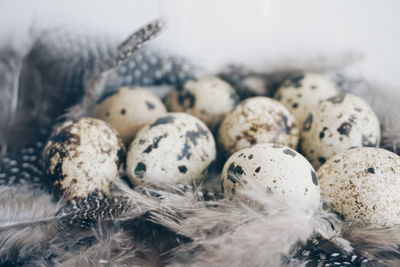 Close-up of easter eggs with feathers