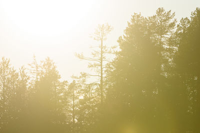 Low angle view of trees against sky