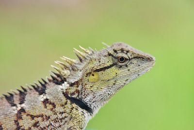 Close-up of a lizard