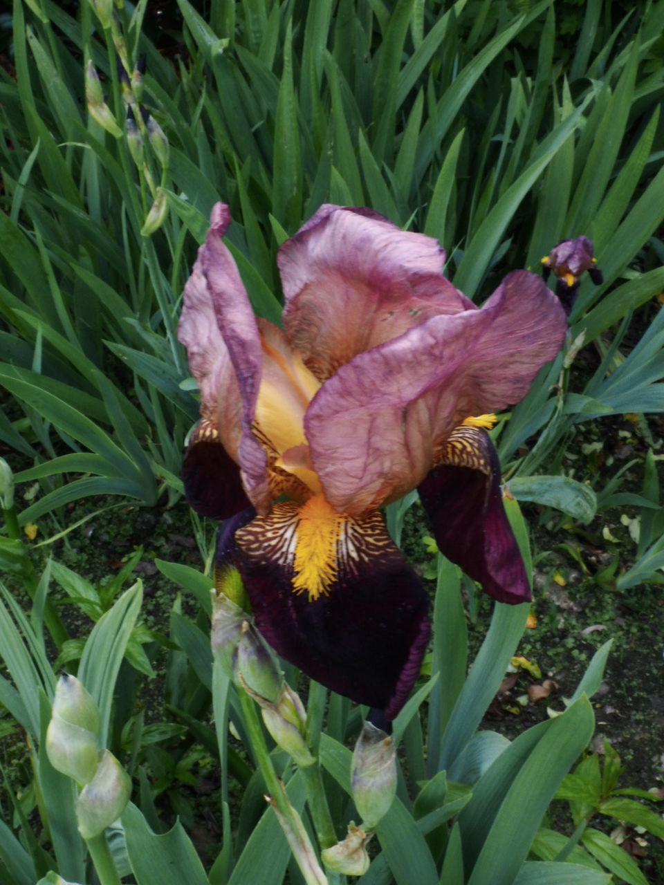 CLOSE-UP OF PURPLE IRIS FLOWER