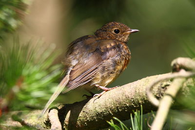 Close-up of robin perching on tree