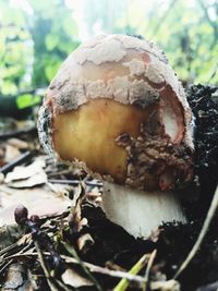 Close-up of mushroom on wood