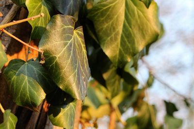 Close-up of fresh green leaves
