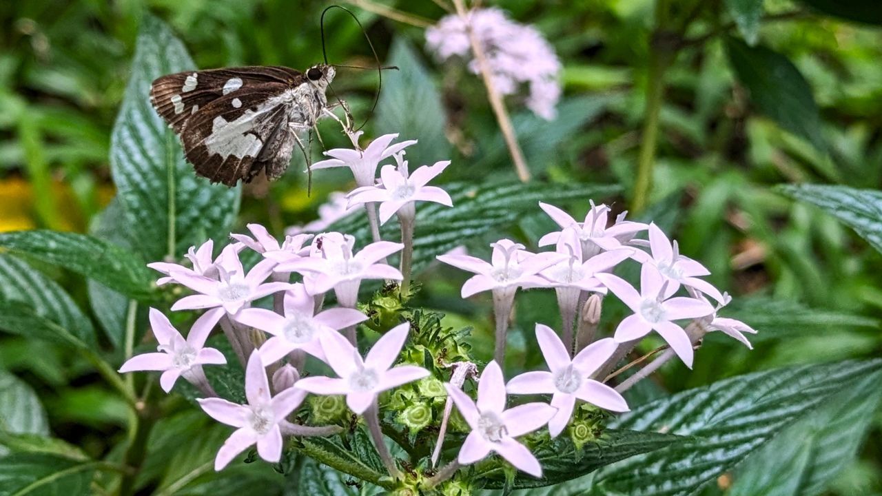 flower, plant, flowering plant, beauty in nature, animal wildlife, animal themes, animal, insect, nature, butterfly, freshness, close-up, fragility, wildlife, plant part, one animal, leaf, focus on foreground, growth, animal wing, no people, petal, green, wildflower, moths and butterflies, outdoors, day, flower head, herb