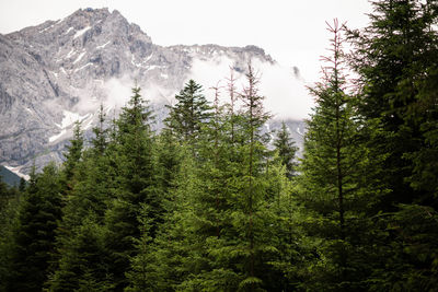 Low angle view of pine trees against sky