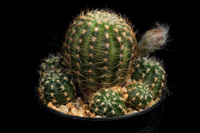 Close-up of succulent plant against black background