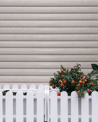 Tomatoes growing on plant against wall