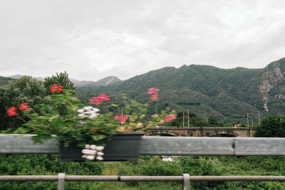 Flowering plants by mountains against sky