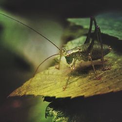 Close-up of insect on leaf