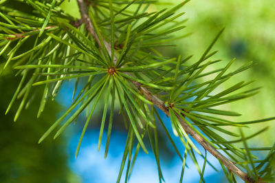 Close-up of pine tree