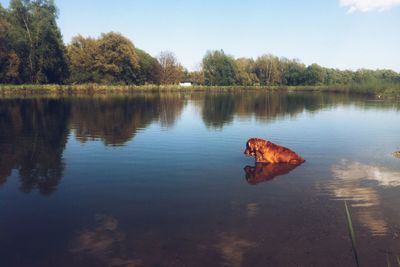 Reflection of trees in water