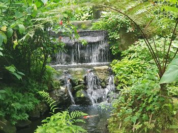 Scenic view of waterfall in forest