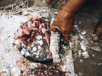 High angle view of hand holding fish 