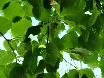 Low angle view of flowering plant