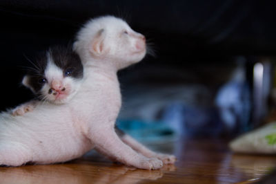 Close-up of kitten relaxing on floor at home