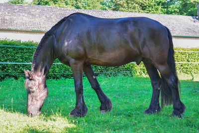 Horse grazing on field