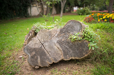 Close-up of tree trunk